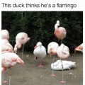 de eend denkt een flamingo te zijn