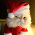 Grumpy viert Kerst