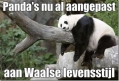 Panda's in de Walen...