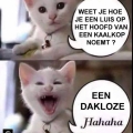 Hoe noem je???