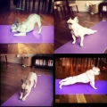 yoga voor de hond