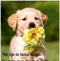 veel te lief!