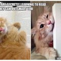 Katten kunnen zelfs lezen...