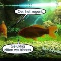 het regent!