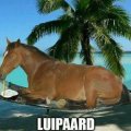 luipaard