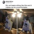 ik heb een rare kat.....
