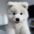 zoooo schattig