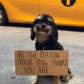 wees de man die je hond denkt dat je bent!
