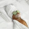 Cat Beauty-salon