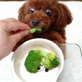 Broccoli..... bah