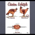 Chicken lifestyle