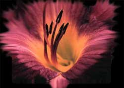 E-card Bloemen