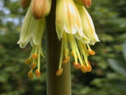 E-card Bloemen