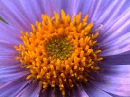 E-card Bloemen