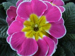 E-card Bloemen