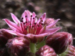 E-card Bloemen