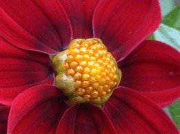 E-card Bloemen