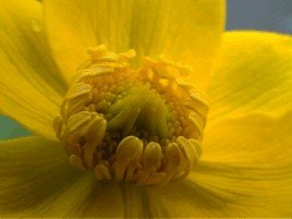 E-card Bloemen