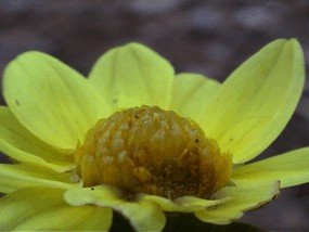 E-card Bloemen