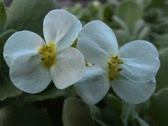 E-card Bloemen
