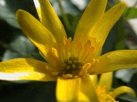 E-card Bloemen