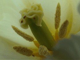 E-card Bloemen
