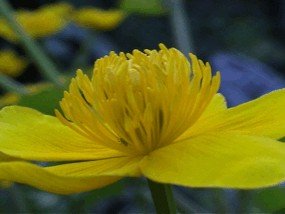 E-card Bloemen