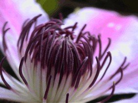 E-card Bloemen