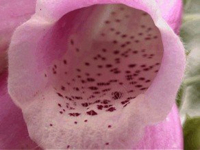 E-card Bloemen