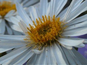 E-card Bloemen