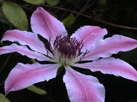 E-card Bloemen