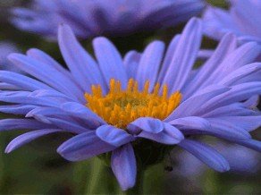 E-card Bloemen