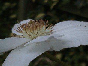 E-card Bloemen