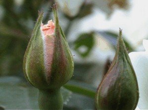 E-card Bloemen