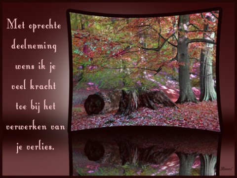 E-card Deelneming