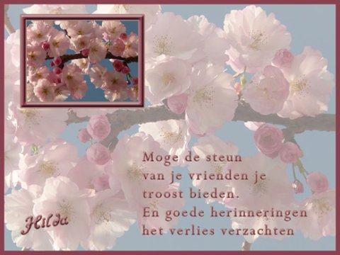 E-card Deelneming