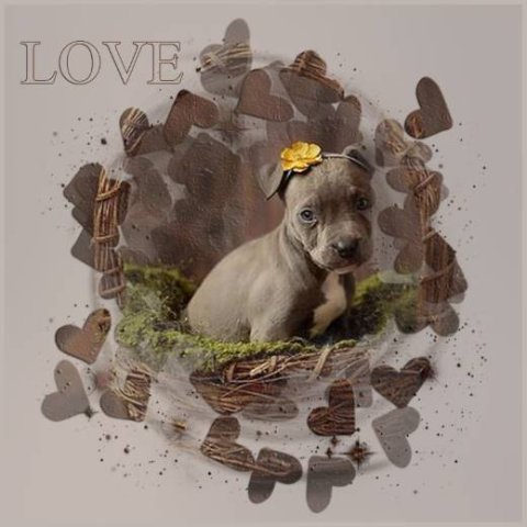 E-card Dieren