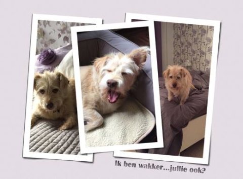 E-card Dieren
