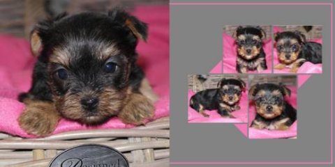 E-card Dieren