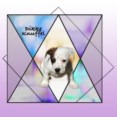 E-card Dieren