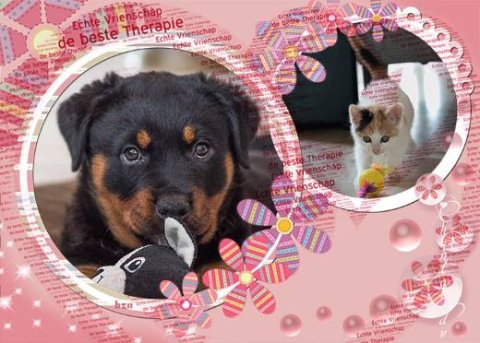 E-card Dieren