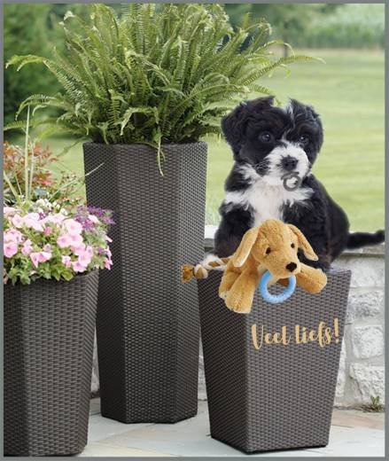 E-card Dieren