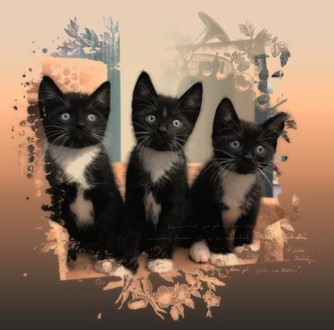 E-card Dieren