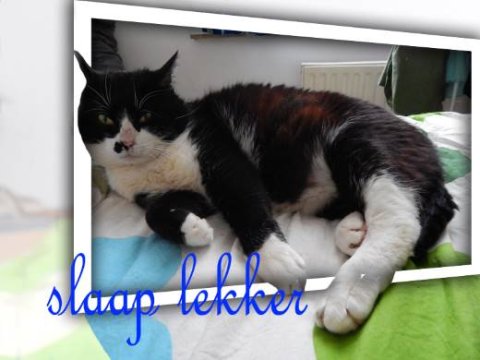 E-card Dieren