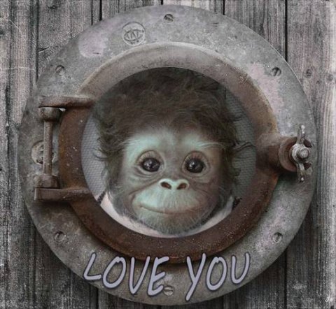 E-card Dieren