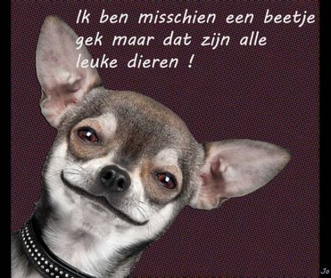 E-card Dieren