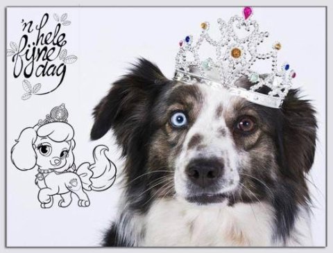 E-card Dieren