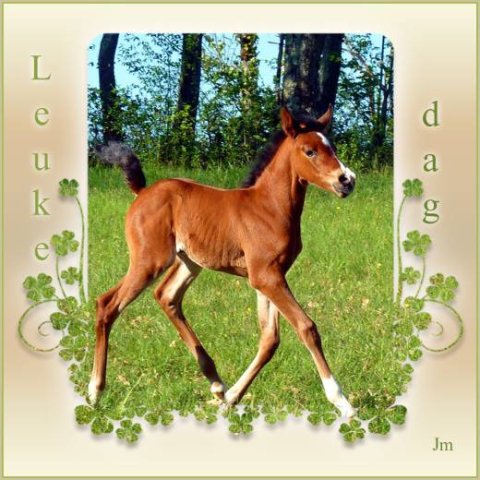 E-card Dieren