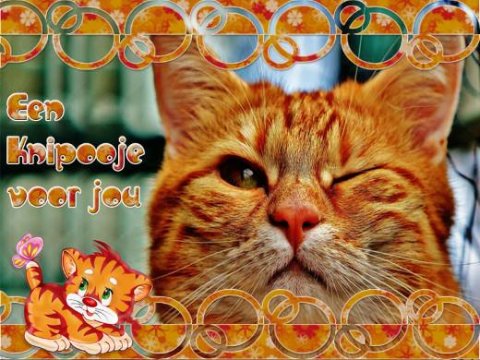 E-card Dieren