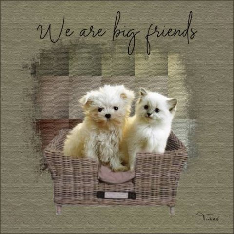 E-card Dieren